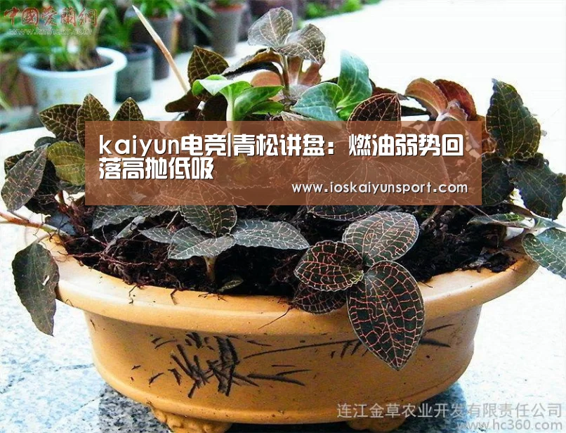 kaiyun电竞|青松讲盘:燃油弱势回落高抛低吸(图3) 开云电竞官网